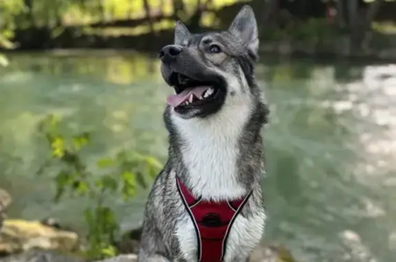 Alerte: Husky x Berger Fugitive - photo