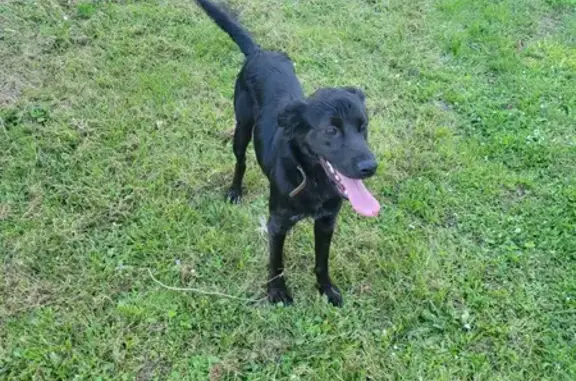 Chienne noire trouvée à Libourne - photo