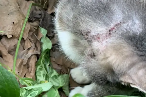 Chat gris-blanc trouvé, semble blessé - photo