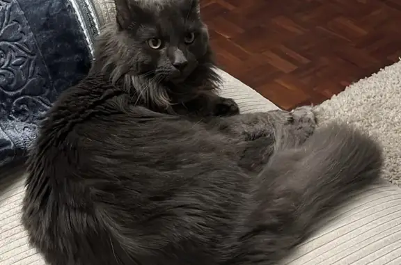 Lost Maine Coon Cat - Brent Rd 16B, Cape Town