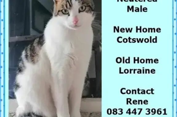 Lost Cat Alert: Grasvoel Rd #9, Gqeberha!