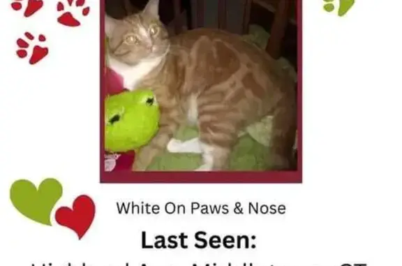 Lost Orange & White Cat Near 483 Highland!