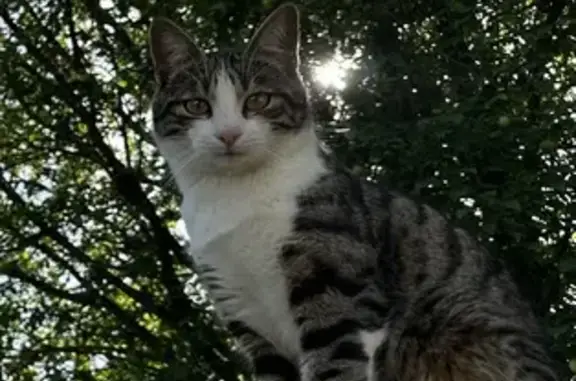 Chaton mâle sociable trouvé à Althen - photo