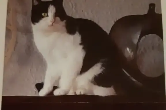 Chat perdu, Boigny-sur-Bionne, photo: Mimine perdue près du gymnase