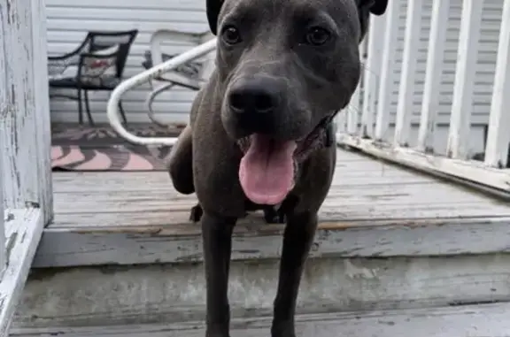 Found Young Blue Pit Mix - Allison St. Jesup!