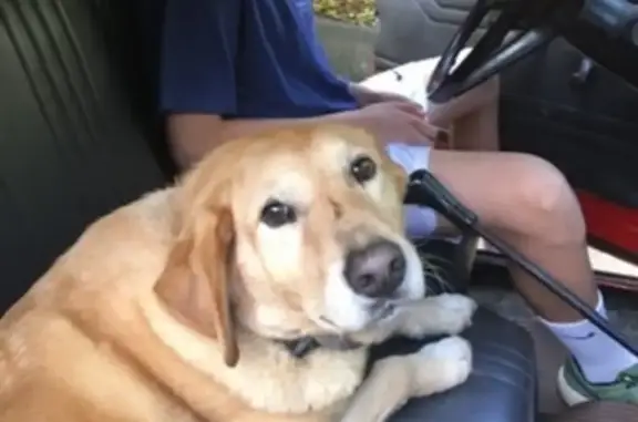 Lost Old Yellow Lab - Last Seen May 26, Charlotte!