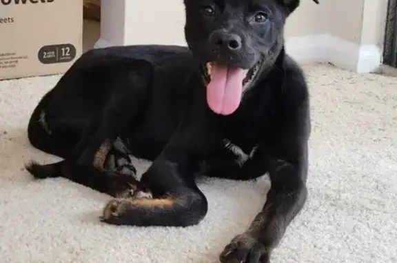 Found Dog in Douglasville - Young Male, Black