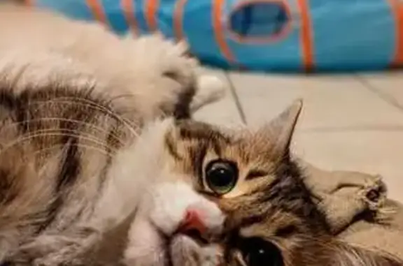 Animaux perdus , photo: Chat craintif disparu aux Bessons