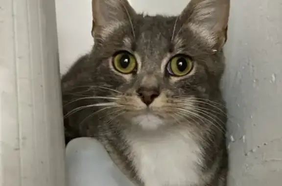 Chat perdu retrouvé à Cherbourg - photo