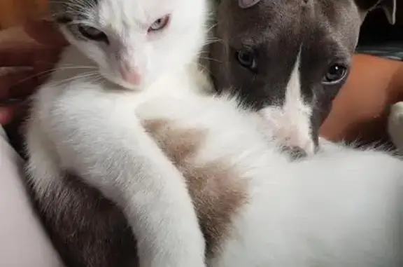 Animaux perdus Roubaix, photo: Chat Billy disparu à Roubaix