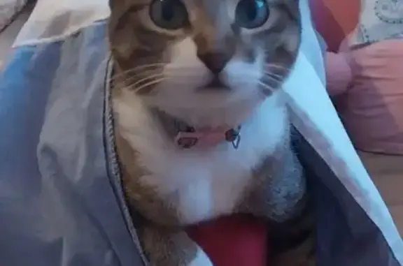 Chat perdu, Perpignan, photo: Chatte tigrée disparue à Perpignan