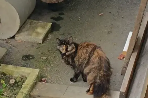 Chat écaille trouvé à Fillière - photo