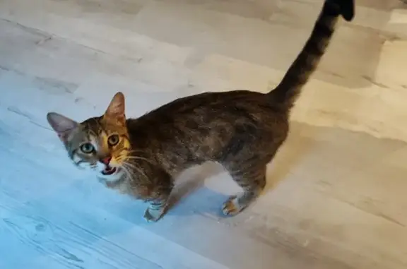 Chat tigré affamé trouvé à Freyming - photo