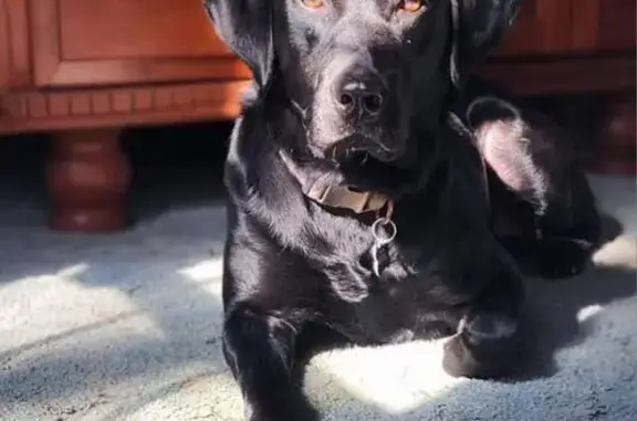 Lost Black Lab, Spotted Tongue - Callaway!