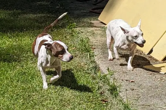 Found Pups: Male & Female on Poplar St. Monroe