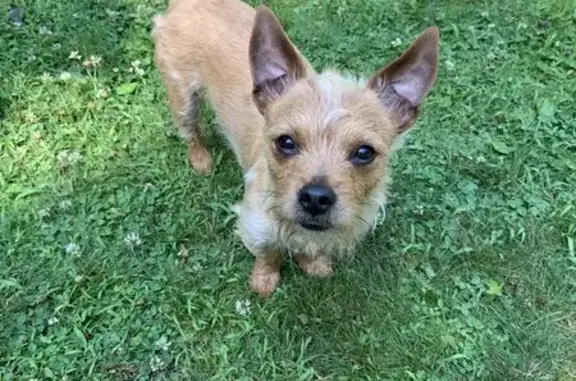 Lost! 15lb Tan Yorkie-Chi at Calumet Ave #5