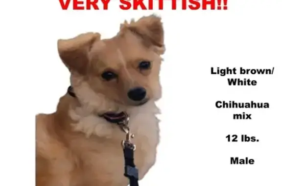 Lost Chihuahua Mix: Light Brown & White!
