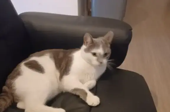 Chat perdu, Vénissieux, photo: Chatte blanche/grise perdue