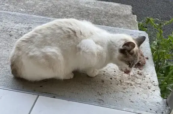 Chat femelle trouvé à Lannion - photo