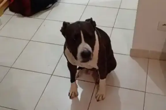 Chien perdu récupéré à Brignoles - photo