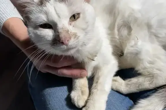 Animaux trouvés , photo: Chat blanc perdu trouvé à Chaon