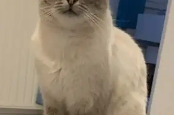 Chat perdu, , photo: Perdue: Chatte blanche/grise, Chaumousey