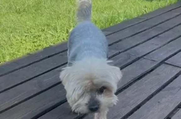 Chien perdu Creuzier-le-Vieux, photo : York borgne perdu à Creuzier