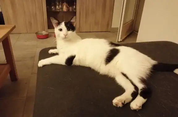 Chat perdu, Saint-André-de-Corcy, photo: Chatte Blanche perdue à St-André