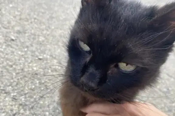 Chat noir affectueux trouvé à Pelleport - photo