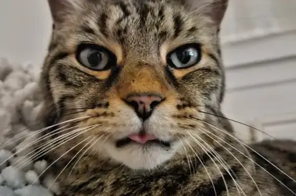Chat perdu, Dombasle-sur-Meurthe, photo: Chat tigré gris perdu - Urgent