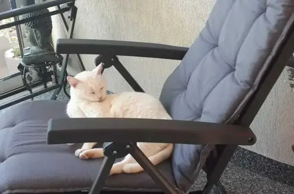 Chat perdu, , photo: Chatte blanche perdue, 9 ans