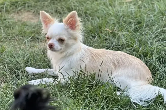 Chien perdu La Gorgue, photo : Chihuahua perdu à La Gorgue