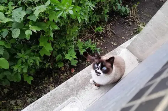 Chat siamois perdu, yeux bleus - photo