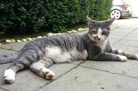 Animaux perdus Lille, photo: Chat gris tatoué disparu à Lille