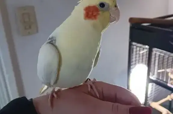Lost and found pets New Castle, photo: Lost Cockatiel Lupino - 1207 Wilmington Rd!