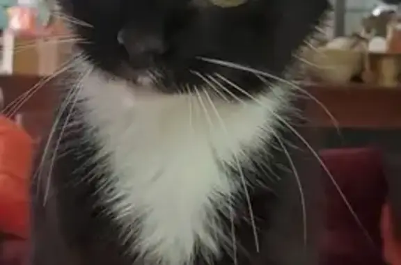 Chatte noire/blanche perdue à Simiane - photo
