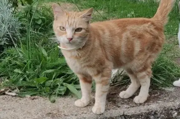 Animaux perdus , photo: Chat perdu: Câline, queue blanche