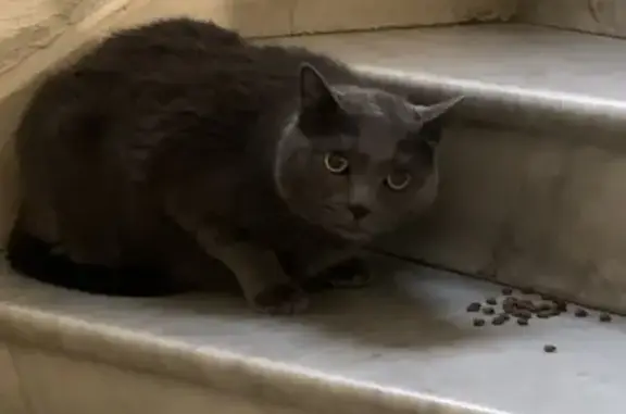 Chat gris trouvé, escalier - photo