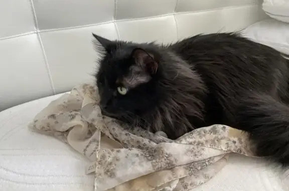 Lost Black Cat in Fairland - Help Find Her!