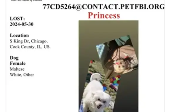 Lost White Maltese in Chicago - Help Find Her!