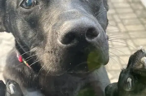 Found Young Chocolate Lab Mix in Powell!