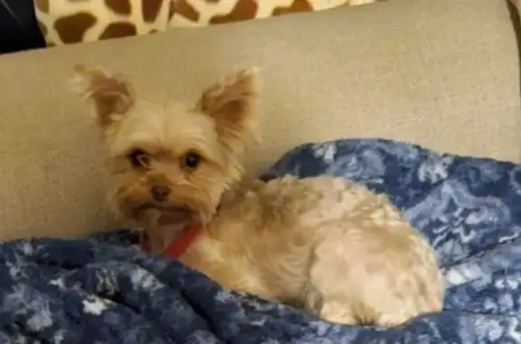 Lost Yorkie in Irving - Help Find Her!