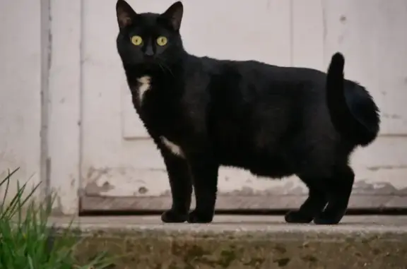 Animaux perdus Fleurey-sur-Ouche, photo: Chat noir taché blanc perdu à Fleurey