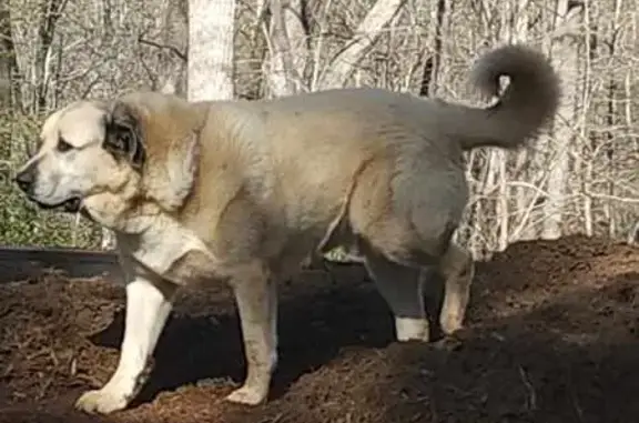 Lost Big Fluffy Anatolian - Mountain View, NC