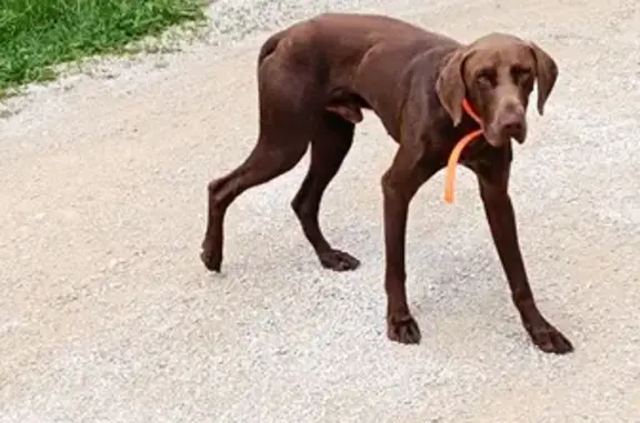 Chien marron perdu, type braque - photo