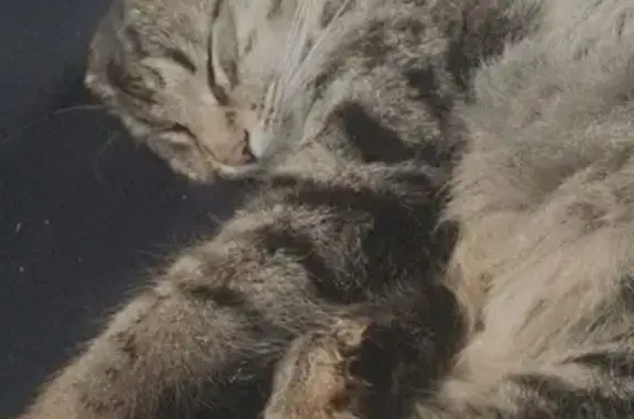 Lost Tabby Cat - Microchipped, Curly Belly!