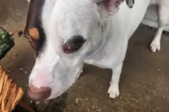 Found White Dog Near 522 Dakota Dr, Temple!