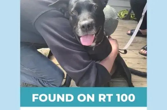 Sweet Found Lab Mix Near VT Route 100 - Help!