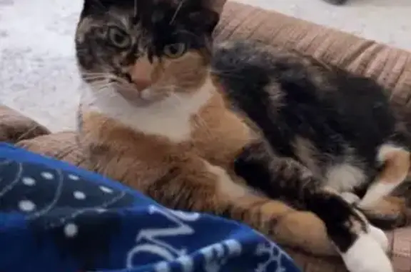 Lost Calico Cat Iris - 10lbs, Microchipped!