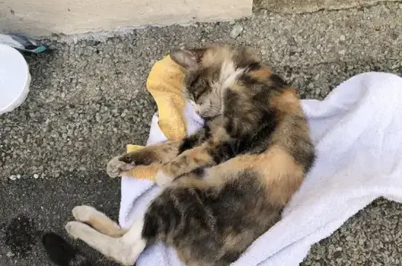 Chat blessé trouvé à Lanester - photo